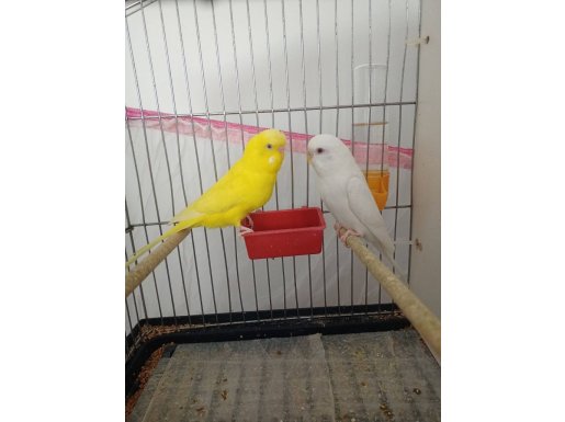 Yavru alınmış albino lutino muhabbet takım 