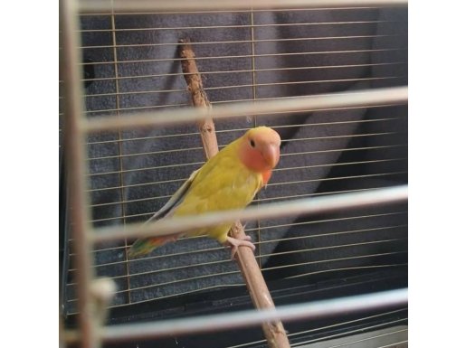 2.5 AYLIK SEVDA PAPAĞANI ISIRMA HUYU YOK ELE HIZLI ALIŞIR