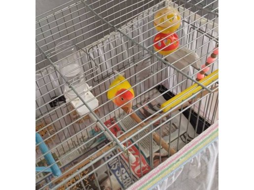 Xxl kafes her şeyle beraber vereceğim