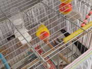 Xxl kafes her şeyle beraber vereceğim