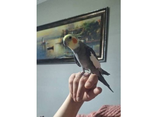 Konuşkan Erkek Sultan Papağanı