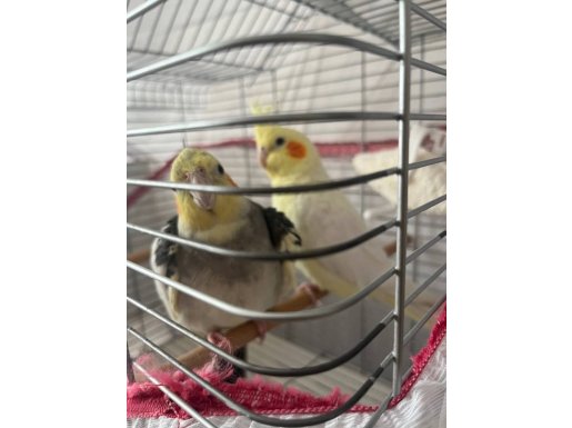 Yeni eş tutan sultan papağanları 