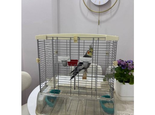 Sultan Papağanı Kafes ile Birlikte 