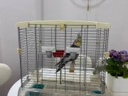 Sultan Papağanı Kafes ile Birlikte 