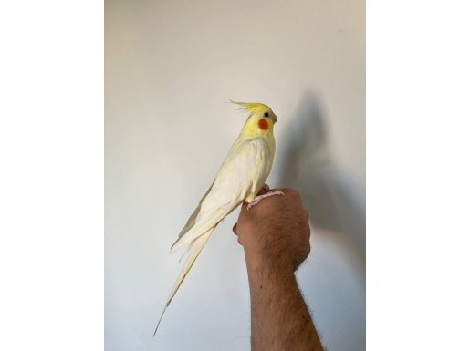 Dişi Sarı Sultan Papağanı