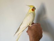 Dişi Sarı Sultan Papağanı