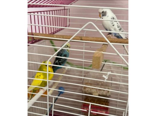 Çift olup 3 adet muhabbet