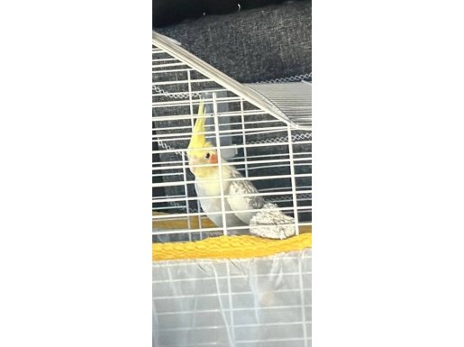 EVCİL ERKEK SULTAN PAPAĞAN