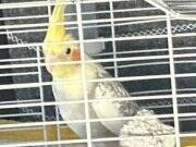 EVCİL ERKEK SULTAN PAPAĞAN