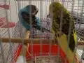 Çift muhabbet kuşu kafesiyle birlikte satıcam