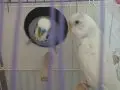 Çift muhabbet kuşu kafesiyle birlikte satıcam