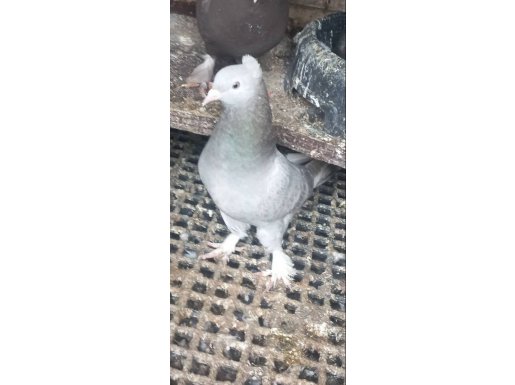 Takım Oyun kuşu