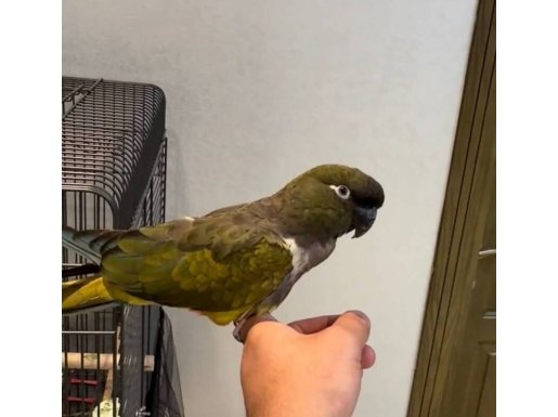 Patagonya Papağanı Evcil Isırmaz Ele Alışık