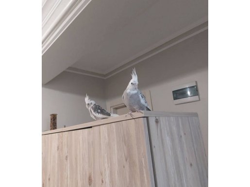 2 Adet Sultan Papağanı ve Kafesi