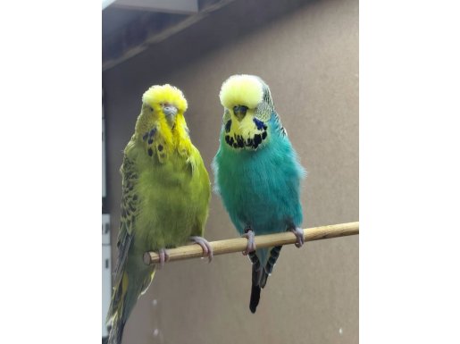 Show ve Jumbo damızlık ve yavruları tepeli japones bebekleri