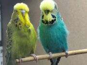 Show ve Jumbo damızlık ve yavruları tepeli japones bebekleri