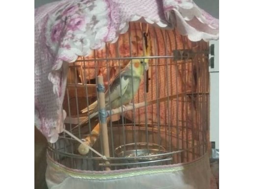 Yetişgin damızlık Sultan Papağanı