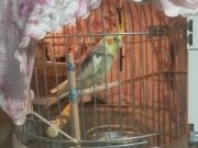 Yetişgin damızlık Sultan Papağanı