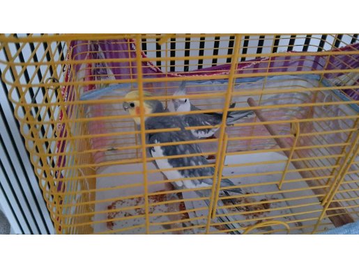 Kuşlarımız çok sevecendir bir kuş konuşuyor bir kuş konuşmuyor