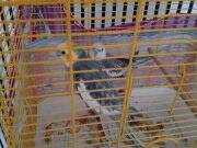 Kuşlarımız çok sevecendir bir kuş konuşuyor bir kuş konuşmuyor