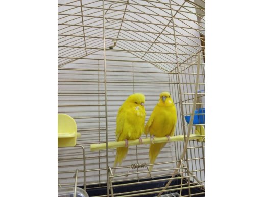 Jumbo Muhabbet Kuşu 