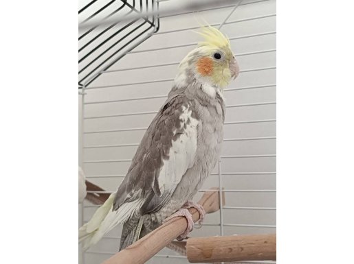 Sultan Papağanı 3 Aylık