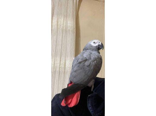 1 Yaşında Jako 