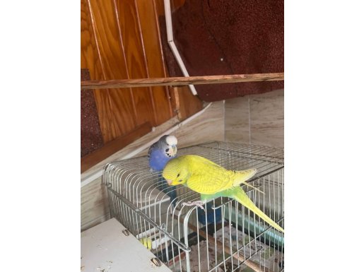 Yeme Düşmüş Yavru Muhabbet Kuşları 