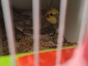 Yumurtlayan Konuşan Dişi Erkek Çift