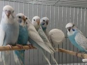 Sağlıklı Yavru Muhabbet Kuşları 