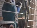 Yavru ve Yetişkin Muhabbet kuşları 