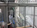 Yavru ve Yetişkin Muhabbet kuşları 