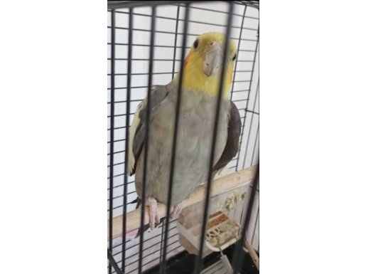 Sultan Papağanı 3 Yaş Acil 