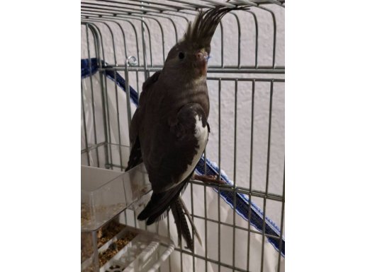Grey Sultan Papağanı 3 Aylık Erkek