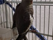 Grey Sultan Papağanı 3 Aylık Erkek