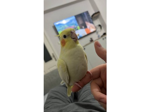 Sultan Papağanı Lutino 3 4 aylık