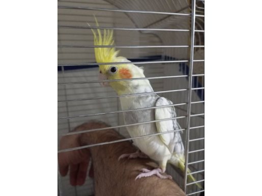 4 aylık civarı erkek sultan