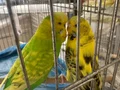 çift ,tek ,yavru muhabbet kuşu 