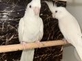 İki çift sultan papağanı yumurta alınmış