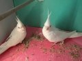 Albino sultan papağanı çift ve muabbet kuşu 