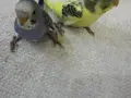 Yeme yeni düşmüş muabbet kuşu 
