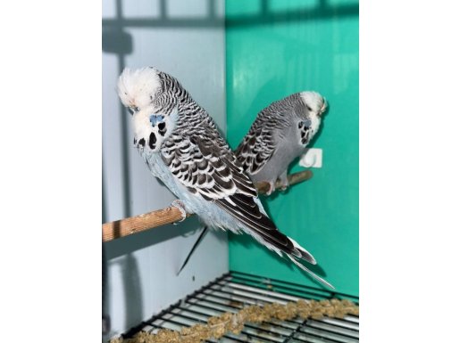 ÜST DÜZEY SHOW JUMBO