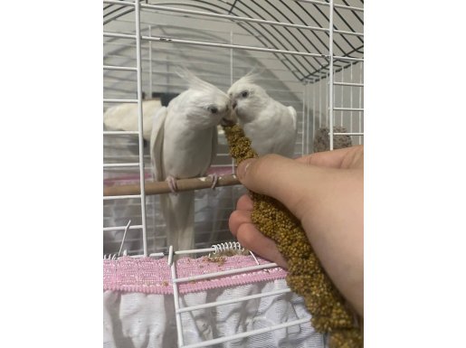 Albino kırmızı göz sultan papağanı (çift + 2 yavru)