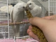 Albino kırmızı göz sultan papağanı (çift + 2 yavru)