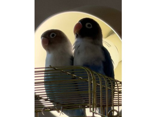 Birbirinden Ayrılmayan Lovebird Çift Ömürlük Yuva 