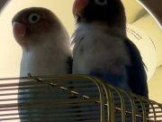 Birbirinden Ayrılmayan Lovebird Çift Ömürlük Yuva 