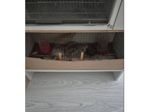 Damızlık bıldırcın
