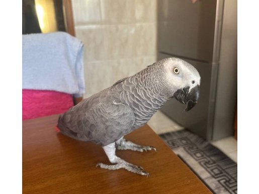 Eğitimli sağlıklı jako