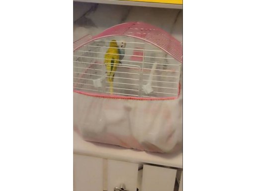 Hazır sağlıklı takım 