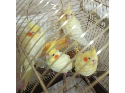 Bakımlı Eğitime Hazır Bebek 